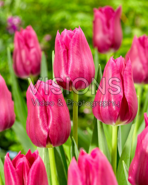 Tulipa Embrace