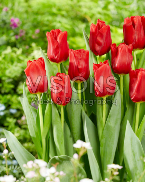 Tulipa Dynamo Tulipa Dynamo