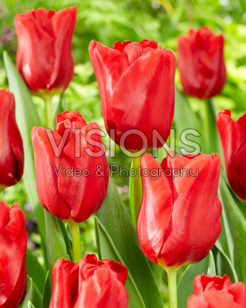 Tulipa Dynamo Tulipa Dynamo