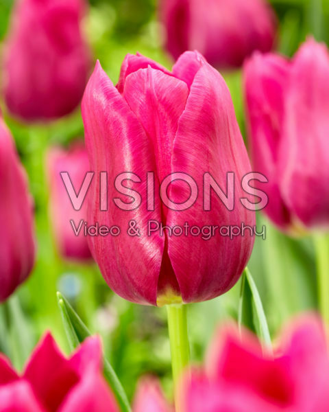 Tulipa Embrace Tulipa Embrace