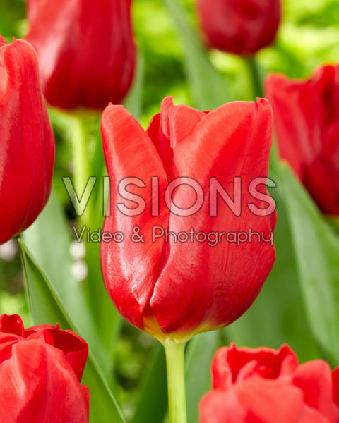 Tulipa Dynamo Tulipa Dynamo