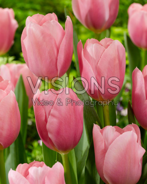 Tulipa Signum