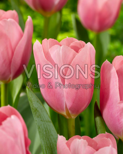 Tulipa Signum