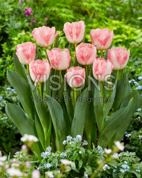 Tulipa Pink Marble Tulipa Pink Marble