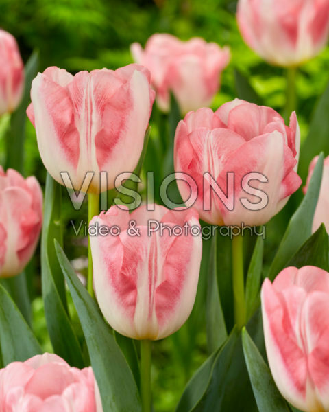 Tulipa Pink Marble Tulipa Pink Marble