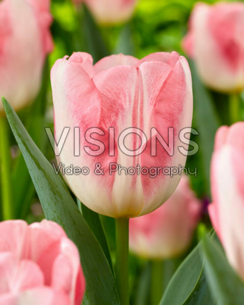 Tulipa Pink Marble Tulipa Pink Marble