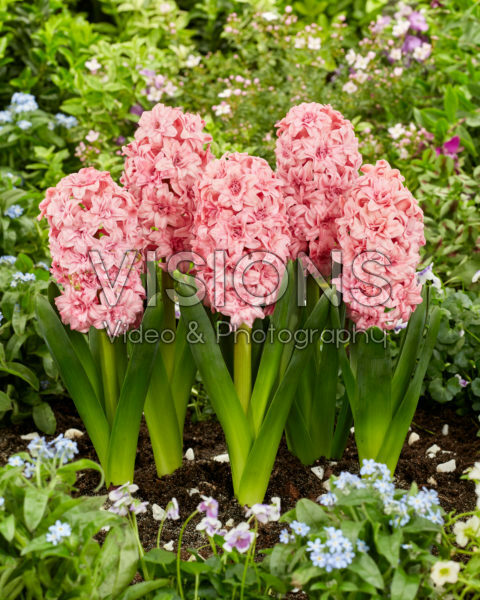 Hyacinthus Spring Beauty Hyacinthus Spring Beauty