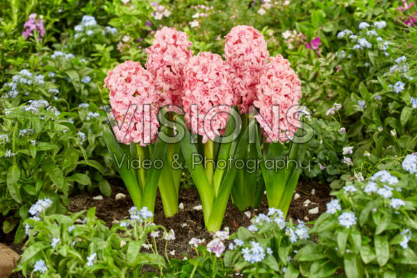 Hyacinthus Spring Beauty Hyacinthus Spring Beauty