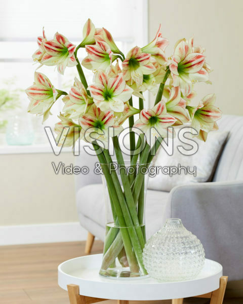 Hippeastrum Ambiance Hippeastrum Ambiance