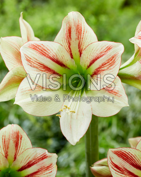Hippeastrum Ambiance