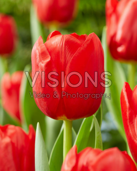 Tulipa Heartbreaker Tulipa Heartbreaker