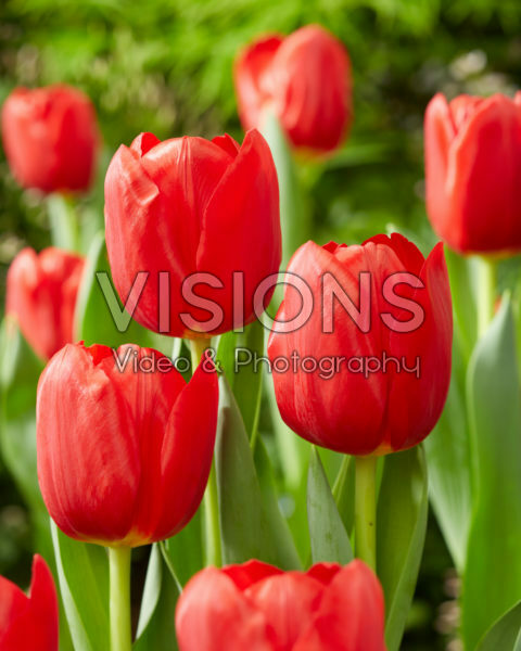 Tulipa Heartbreaker Tulipa Heartbreaker