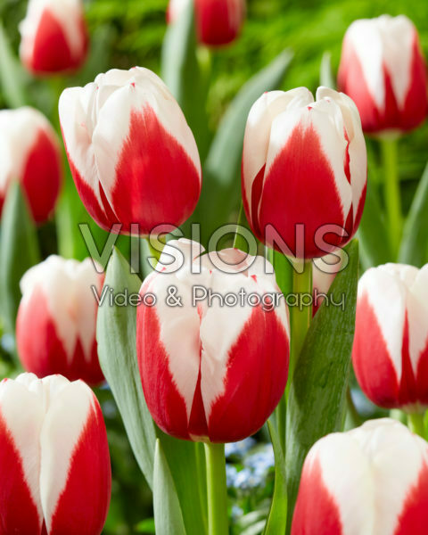 Tulipa Hema Tulipa Hema