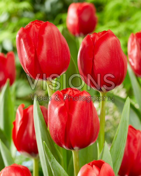 Tulipa Red Dragon Tulipa Red Dragon