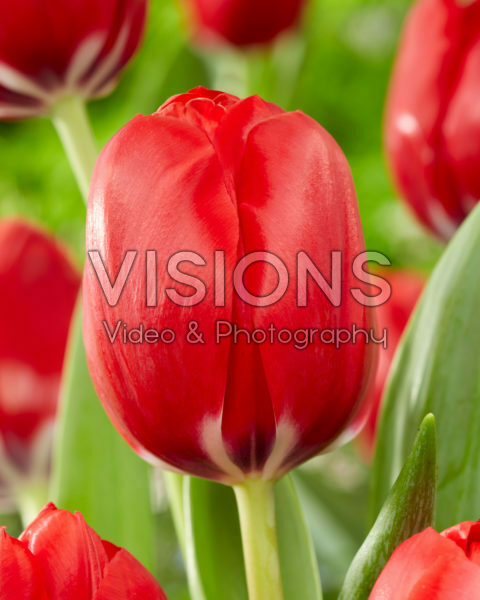 Tulipa Red Dragon Tulipa Red Dragon