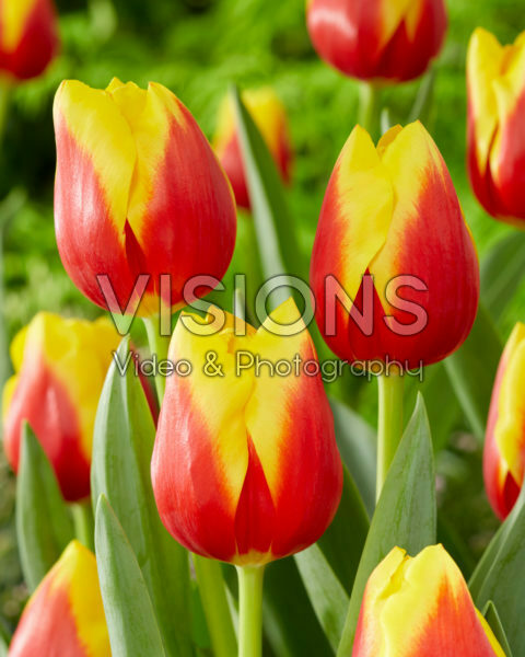 Tulipa Aloha