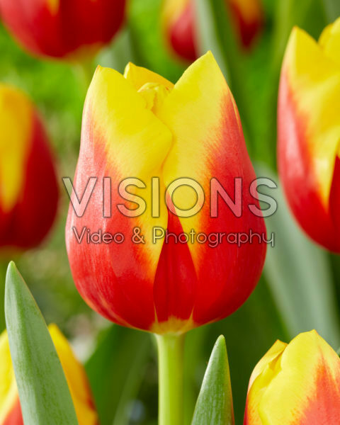 Tulipa Aloha Tulipa Aloha