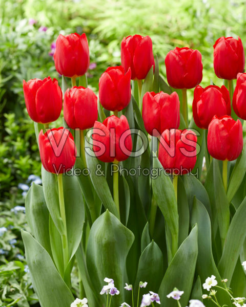 Tulipa Heartbreaker Tulipa Heartbreaker