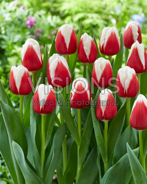 Tulipa Hema Tulipa Hema