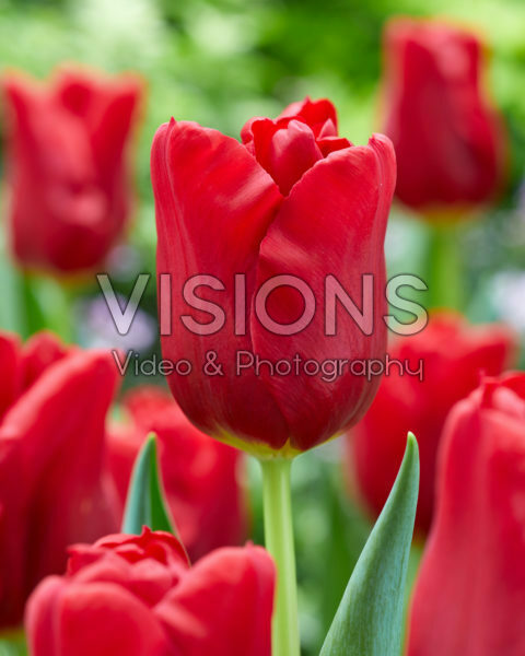 Tulipa Dynamo Tulipa Dynamo