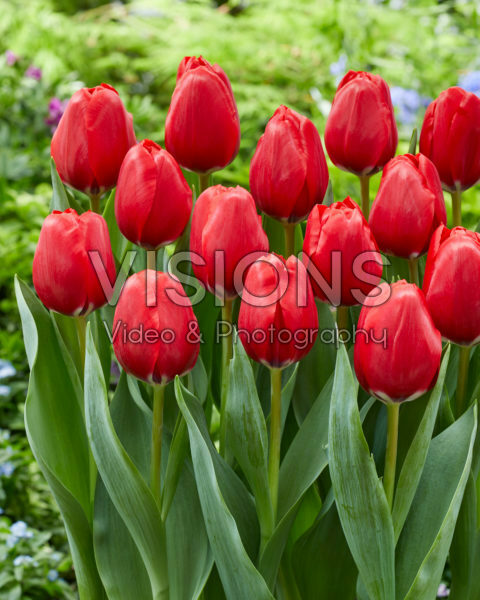 Tulipa Red Dragon Tulipa Red Dragon