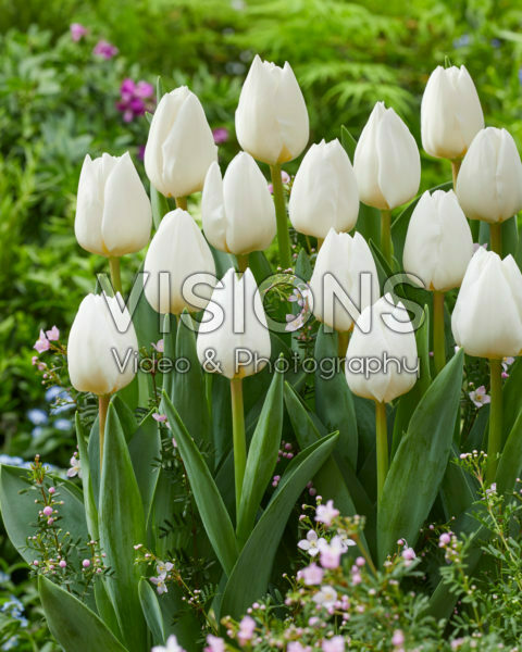 Tulipa Franciscus Tulipa Franciscus