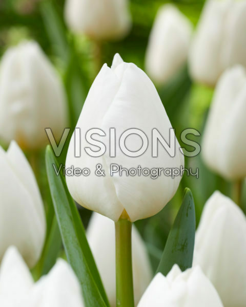 Tulipa Franciscus Tulipa Franciscus