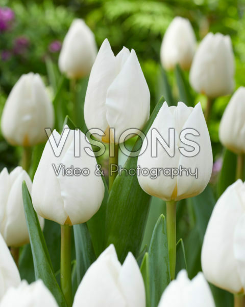 Tulipa Franciscus