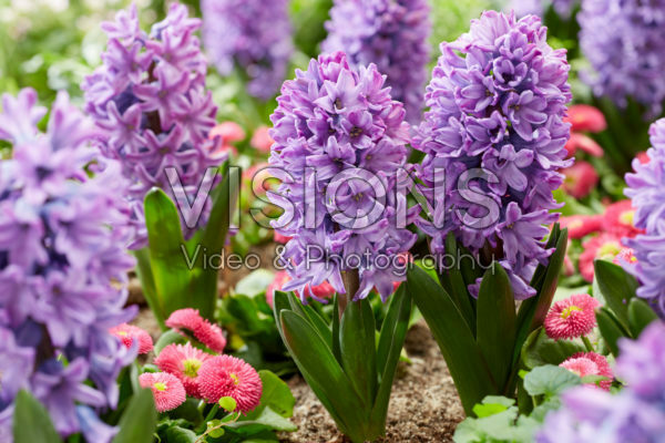 Hyacinthus Violetti Star