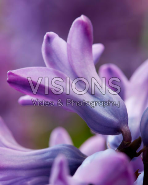 Hyacinthus Violetti Star Hyacinthus Violetti Star