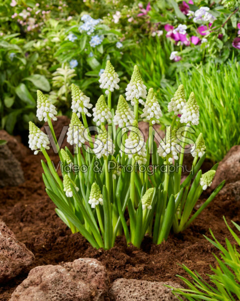 Muscari Snowwhite