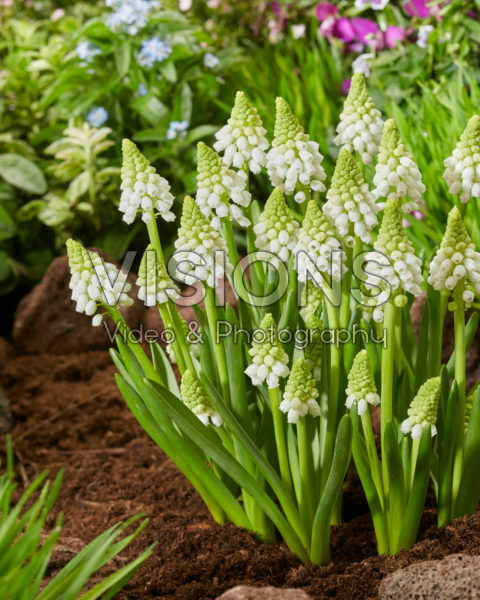 Muscari Snowwhite Muscari Snowwhite