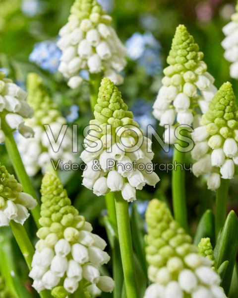 Muscari Snowwhite Muscari Snowwhite
