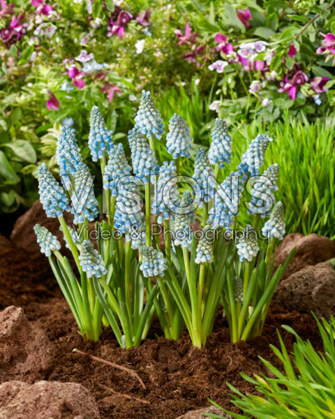 Muscari Blue Lagoon Muscari Blue Lagoon