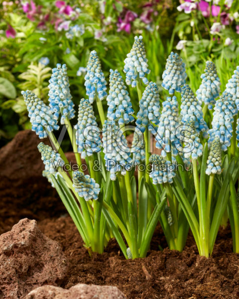 Muscari Blue Lagoon Muscari Blue Lagoon