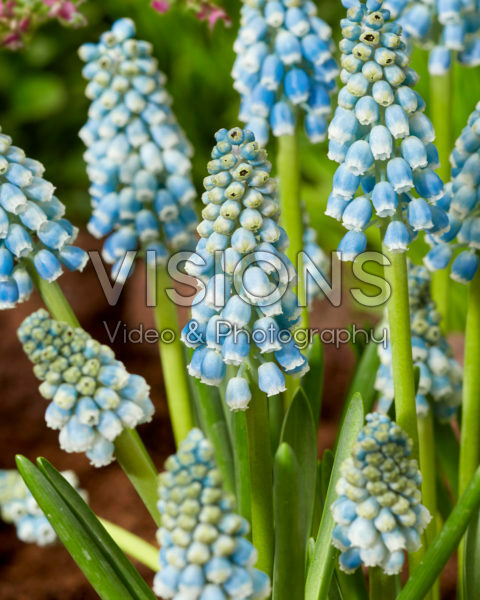 Muscari Blue Lagoon Muscari Blue Lagoon