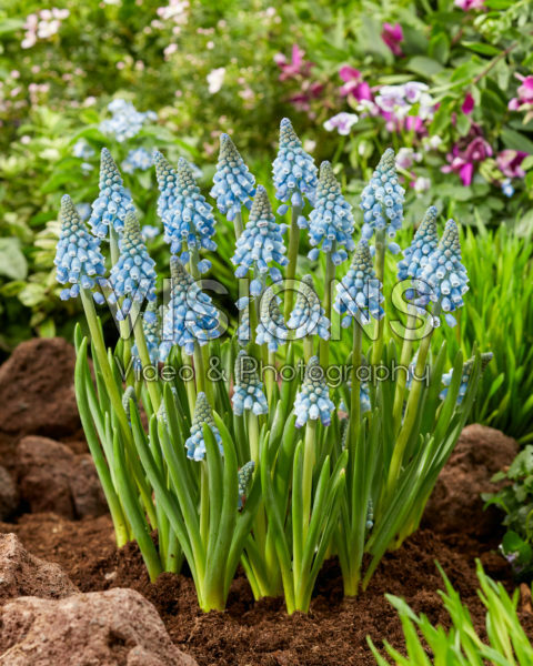 Muscari Early Bird Muscari Early Bird