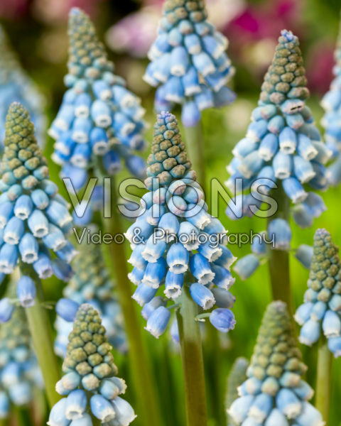 Muscari Early Bird Muscari Early Bird