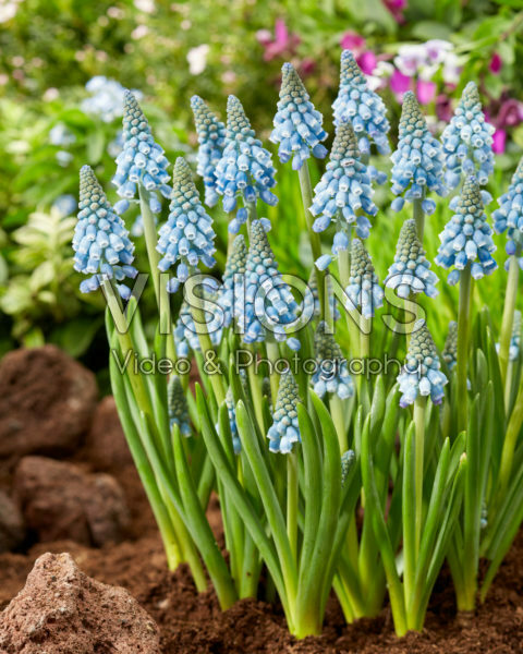 Muscari Early Bird Muscari Early Bird