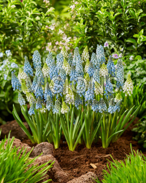 Muscari mix Muscari mix