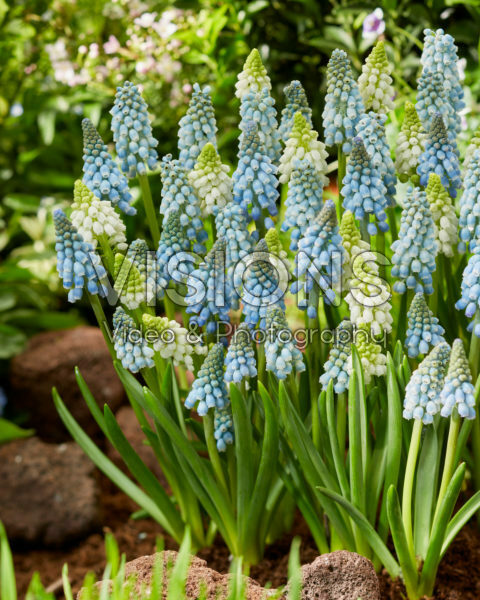Muscari mix