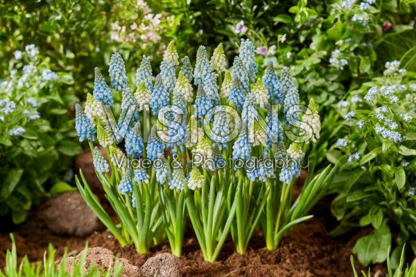 Muscari mix Muscari mix