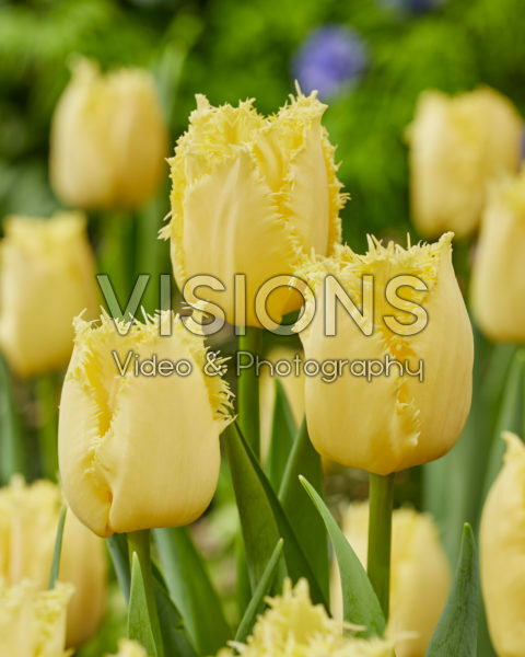 Tulipa Rebellious Yellow Tulipa Rebellious Yellow
