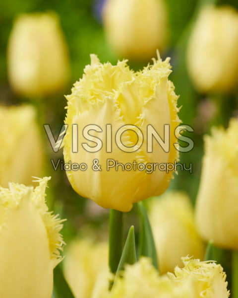 Tulipa Rebellious Yellow