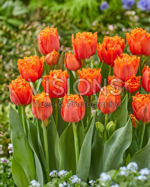 Tulipa Orange Passion Tulipa Orange Passion