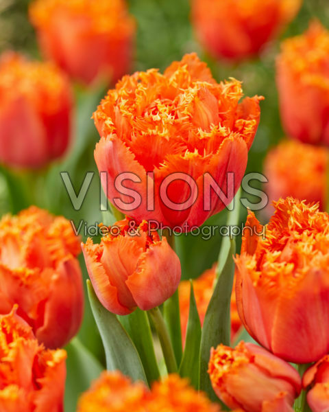 Tulipa Orange Passion Tulipa Orange Passion