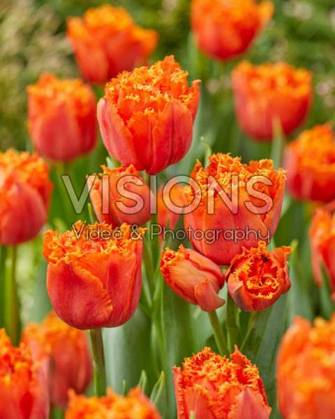 Tulipa Orange Passion Tulipa Orange Passion