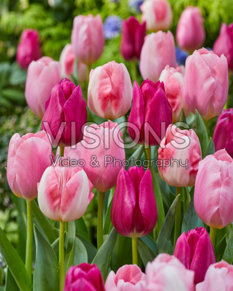 Tulipa Pink Triumph Mix Tulipa Pink Triumph Mix