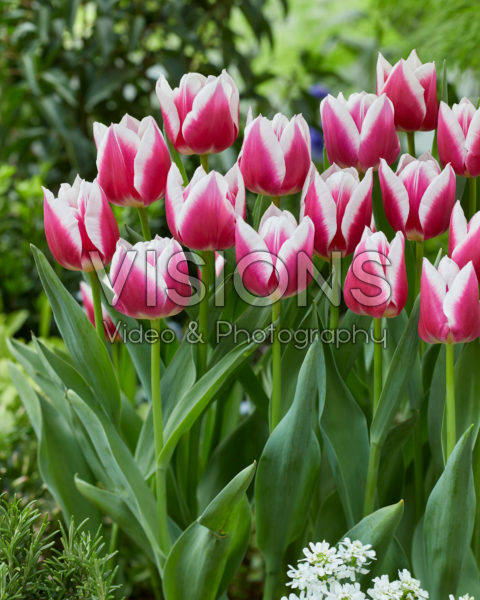Tulipa Picardy Tulipa Picardy