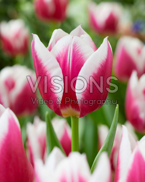 Tulipa Picardy Tulipa Picardy